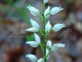 Orhidee-alba_Cephalantera-sp