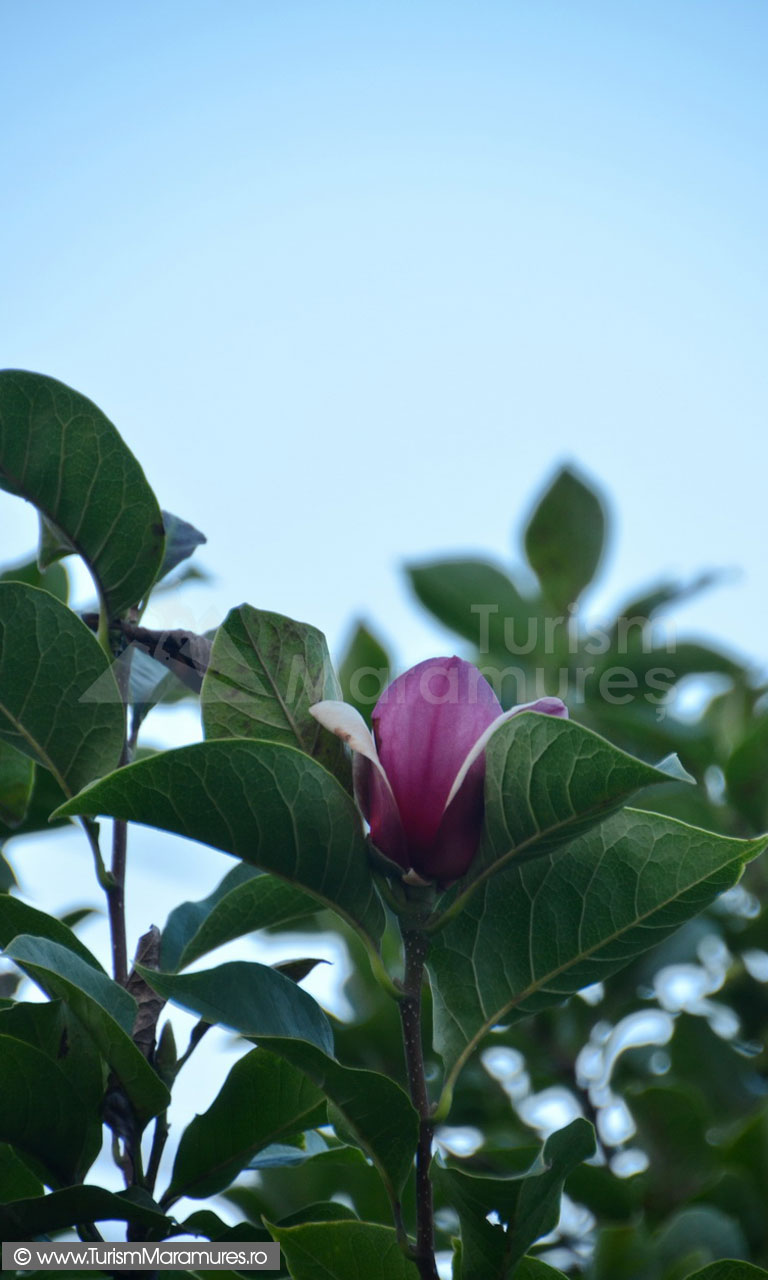 01_Reinfloresc-magnoliile
