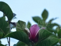 01_Reinfloresc-magnoliile