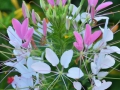 03_Floare