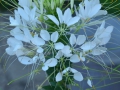 04_Floare