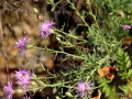 40_Pe-soluri-aride-si-grohote-sistos-cristaline