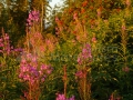 09_Scorus-si-zburatoare