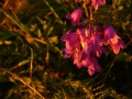 14_Clopotei-la-rasarit