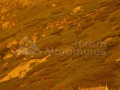 15_Picioru-Mosului-la-rasarit