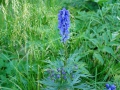 17_Omag-rasfirat
