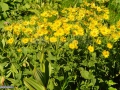 22_Inula-sp
