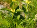 23_Gentiana-punctata