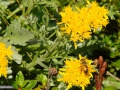27_Musca