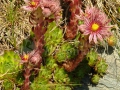 28_Cactusii-Pietrosului