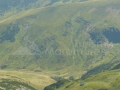 37_Taurile-Buhaiescu