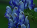 41_Omag-rasfirat
