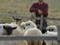 Cioban-Buteasa-Maramures