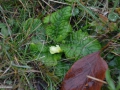 25-Primula-veris-fortand-primavara