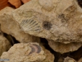 51-fosile-Sub-Piatra-Dealul-Toporul