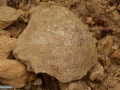 53-Cea-mai-mare-scoica-fosila-gasita-azi-Sub-Piatra