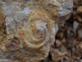 75-Fosila-de-melc-marin-spiralat-Campanile-Parisiensis