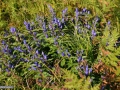 064_Gentiana-asclepiadea