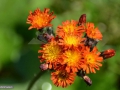 Floare_0078