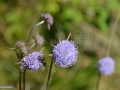 Flori_0075