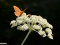 Fluture_0092