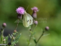 Fluture_0094