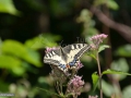 Fluture_0166
