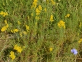 0092_Sanziene