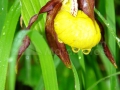 09_Papucul-doamnei_Cypripedium-calceolus