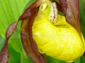 10_Papucul-doamnei_Cypripedium-calceolus