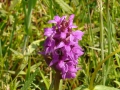26_Orhidee