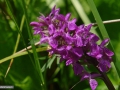 35_Orhidee