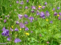 40_Caldaruse_Aquilegia-L