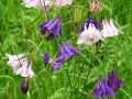 42_Caldaruse_Aquilegia-L