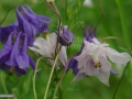 44_Caldaruse_Aquilegia-L