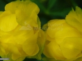 46_Bulbuc-de-munte_Trollius-europaeus