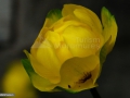 47_Bulbuc-de-munte_Trollius-europaeus
