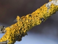 23-Lichenii-nucului