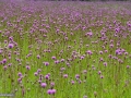 09_Flori-de-camp