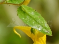 Floare_01