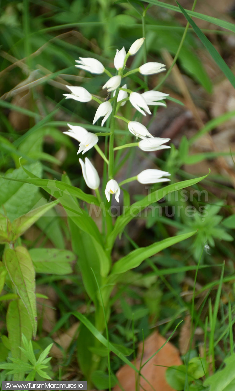 0025_Orhidee_Cephalanthera-longifolium