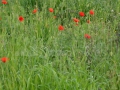 0005_Maci-salbatici