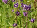 0016_Caldaruse_Aquilegia-vulgaris