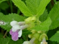0022_Dumbravnic_Melittis-melissophyllum