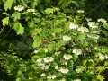 0023_Calin_Viburnum-opulus