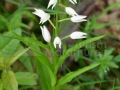 0025_Orhidee_Cephalanthera-longifolium