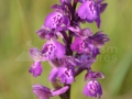 0047_Orhidee_Untul-vacii_Orchis-moroi