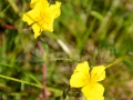0057_Helianthemum-nummularium_Iarba-osului