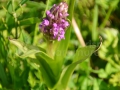 0132_Orhidee_Dactylorhiza-sambucina