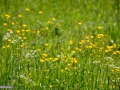 0143_Ranunculus-acris_Piciorul-cocosului